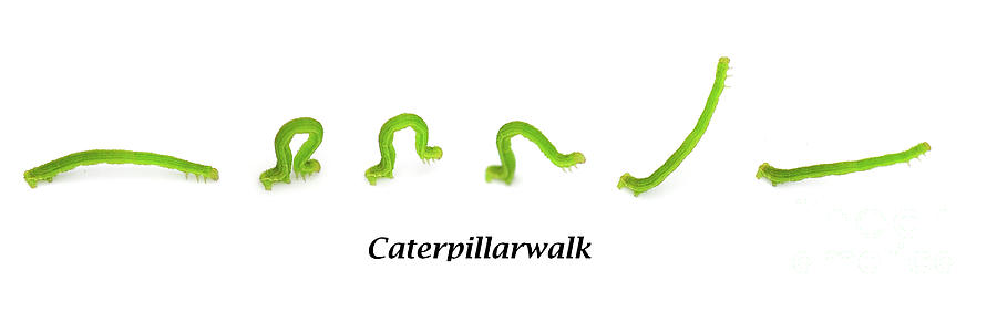 Caterpillarwalk Photograph