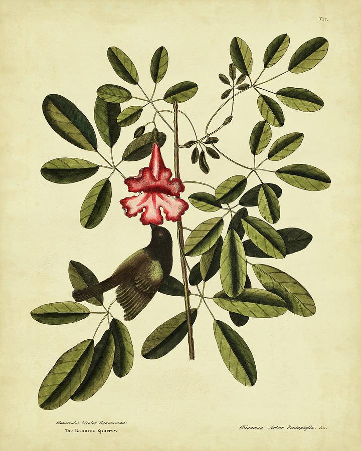 Catesby Bahama Sparrow  Pl. T37 Painting by Mark Catesby