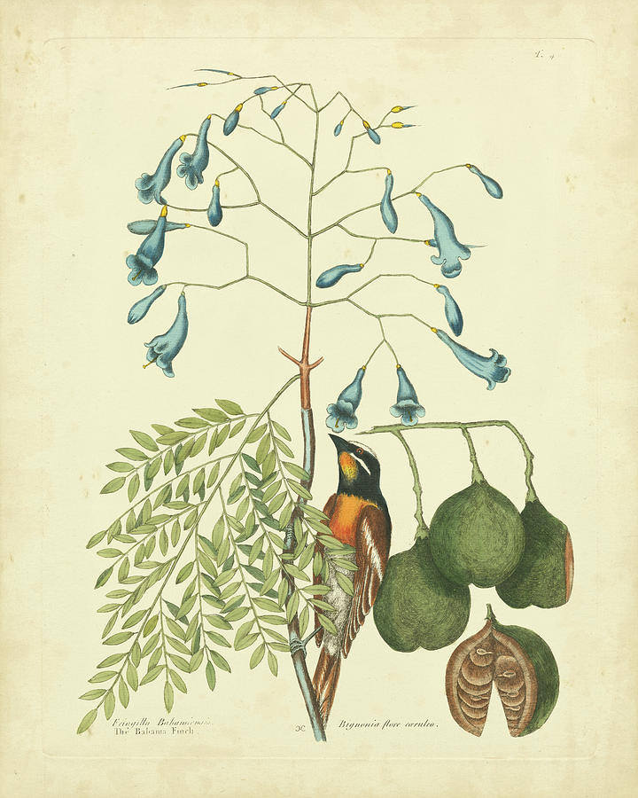 Catesby Bird & Botanical II Painting by Mark Catesby