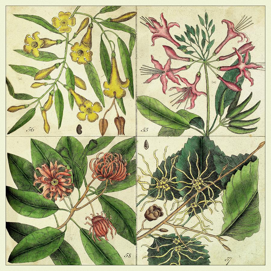 Flower Painting - Catesby Botanical Quadrant I by Mark Catesby