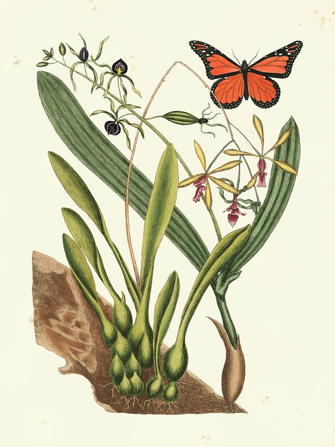 Catesby Butterfly And Botanical Iv Painting by Mark Catesby Catesby Butterfly And Botanical Iv Painting by Mark Catesby