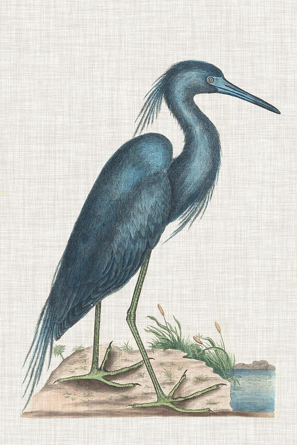 Bird Painting - Catesby Heron II by Mark Catesby