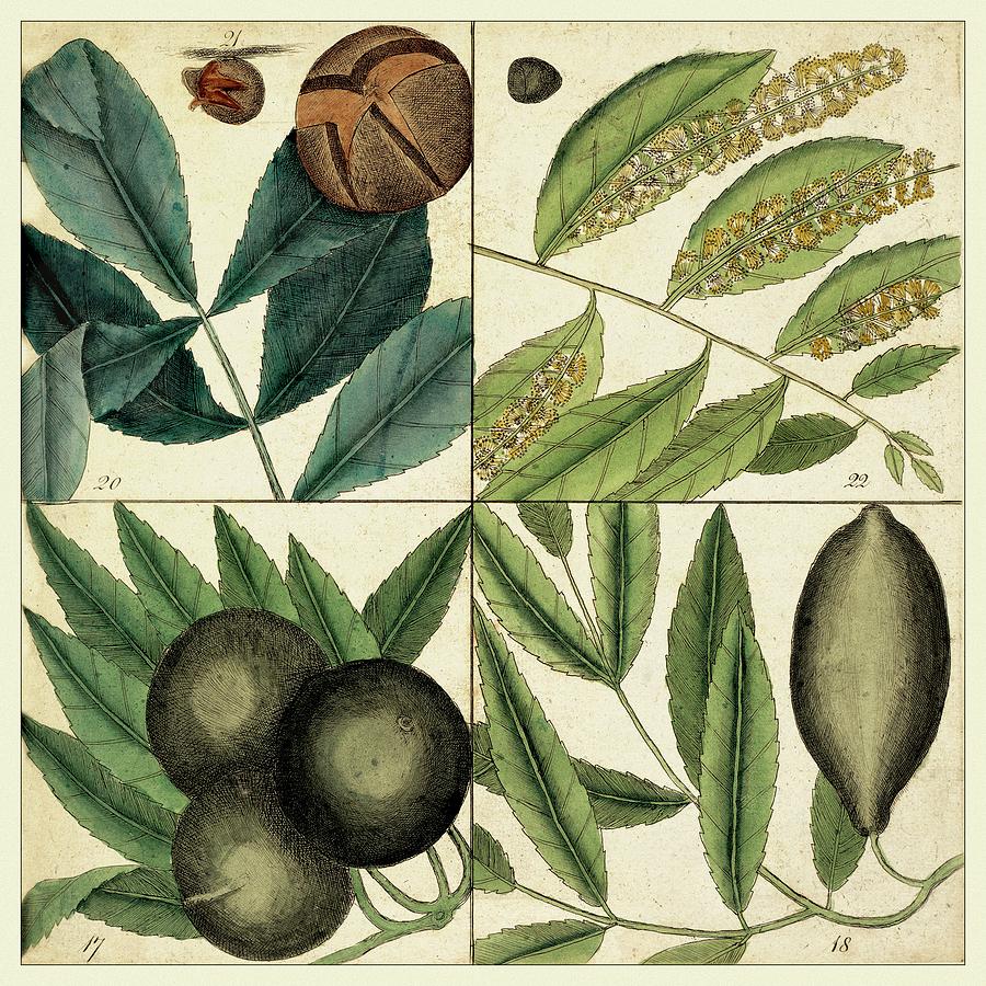 Botanical Painting - Catesby Leaf Quadrant Iv by Mark Catesby