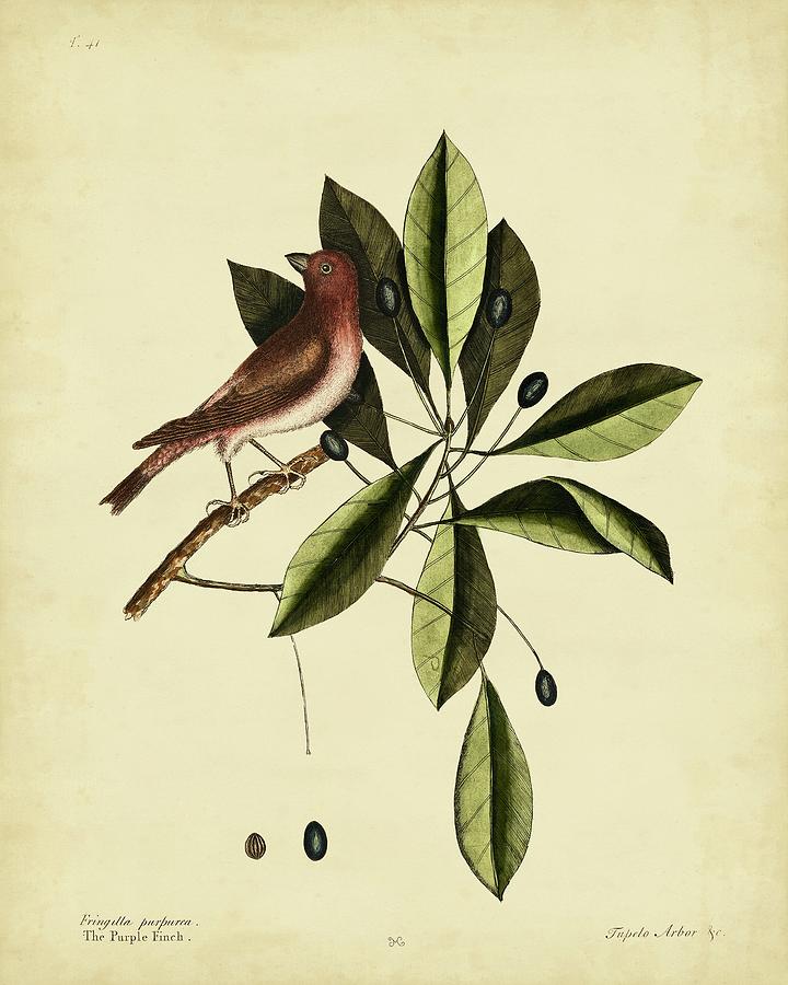 Animal Painting - Catesby The Purple Finch  Pl. T41 by Mark Catesby