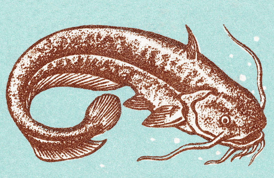 Catfish Drawing - Catfish by CSA Images