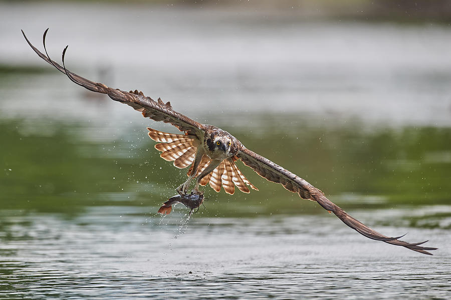 Osprey Photograph - Catfish For Lunch by Jim Luo
