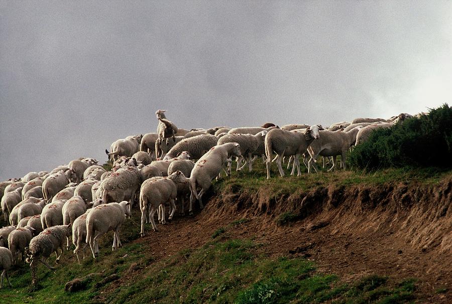 Cathar Country Transhumance In France - Photograph by Gerard Sioen