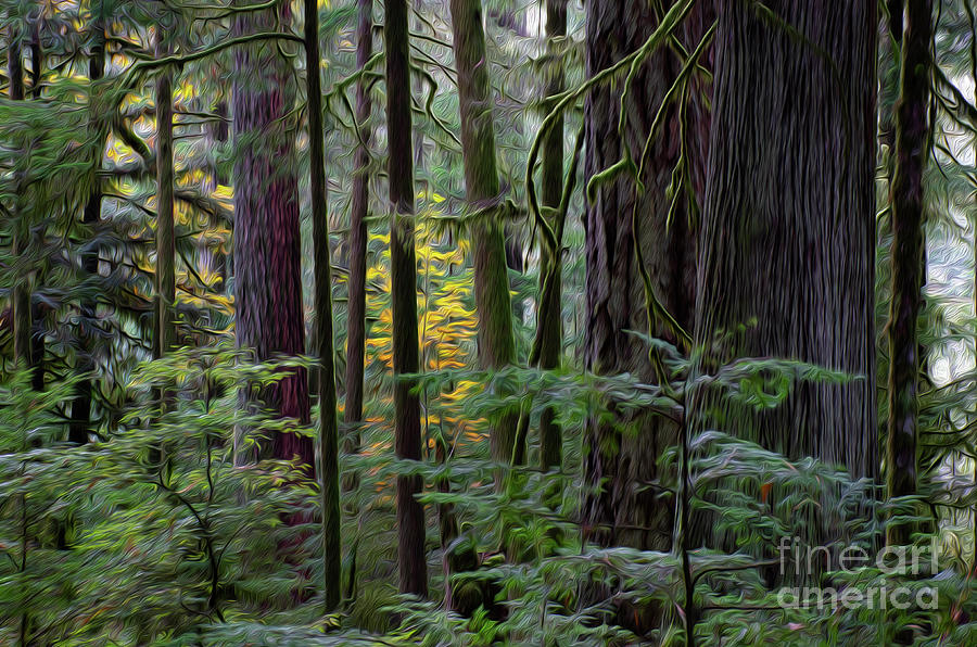 Cathedral Grove Photograph by Bob Christopher