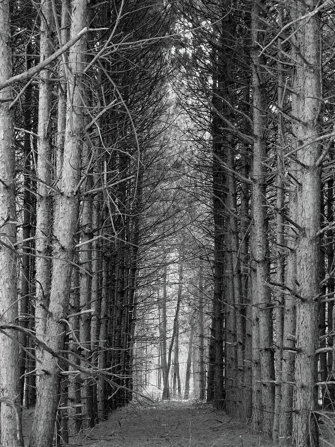 Cathedral of Pines B W Photograph by David T Wilkinson