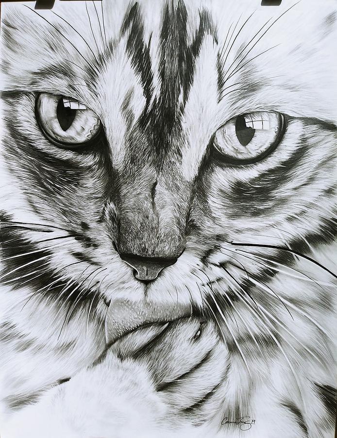 CatLick Drawing by Corinne Travis - Fine Art America