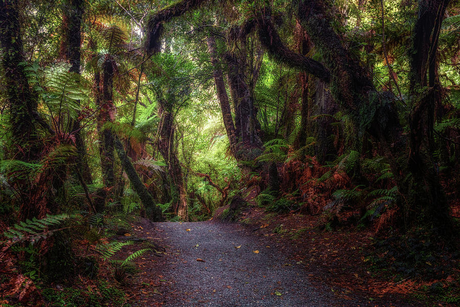 Catlins Forest Park - New Zealand Photograph by Joana Kruse