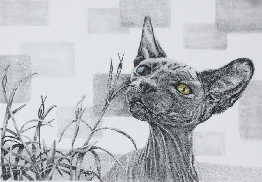 Catnip by Terri Mills Catnip by Terri Mills