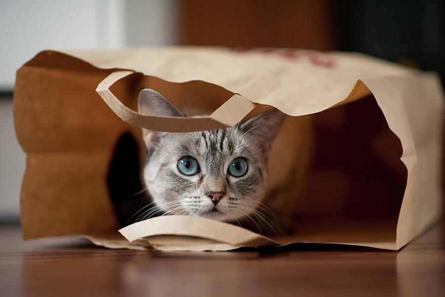 Cats And Bags Photograph by Bobiko