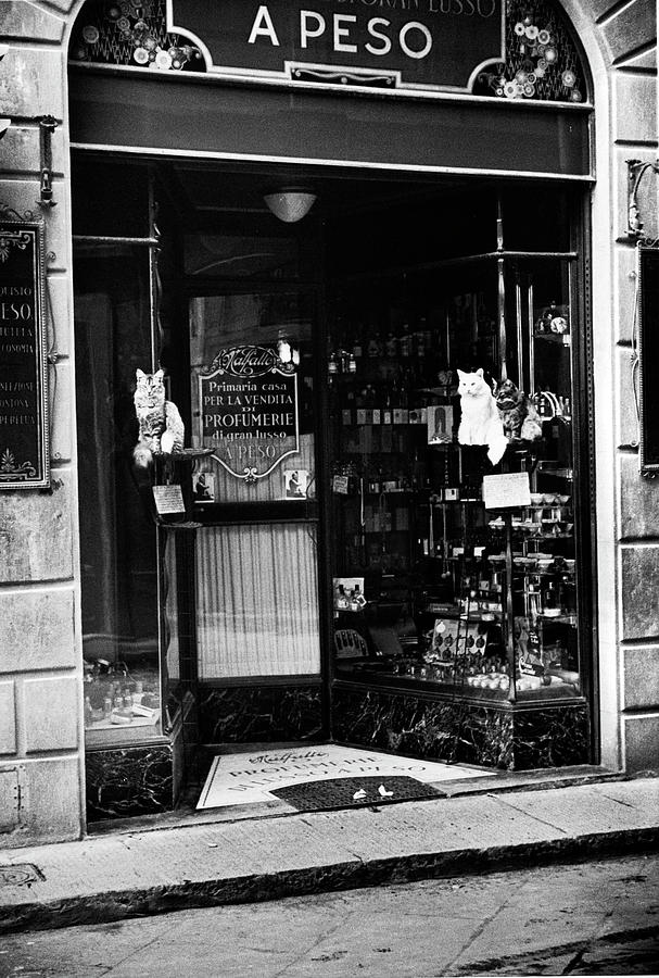 Cats At Perfume Shop Photograph by Alfred Eisenstaedt