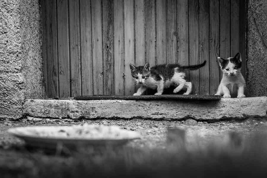 Cats At The Door Photograph by H?br Szabolcs