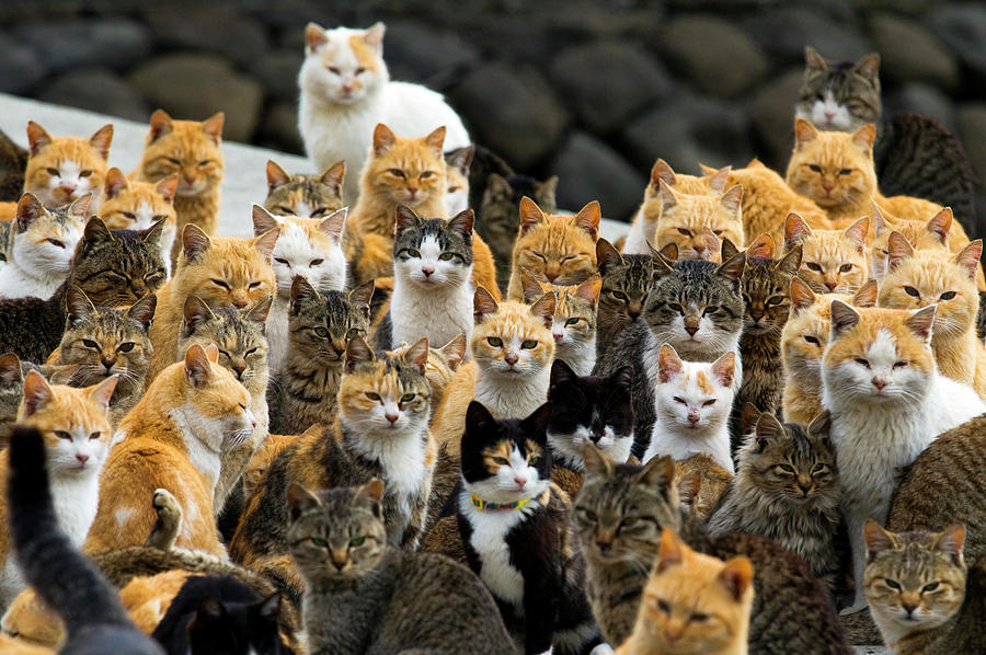 Nature Photograph - Cats Crowd the Harbour on Aoshima by Thomas Peter