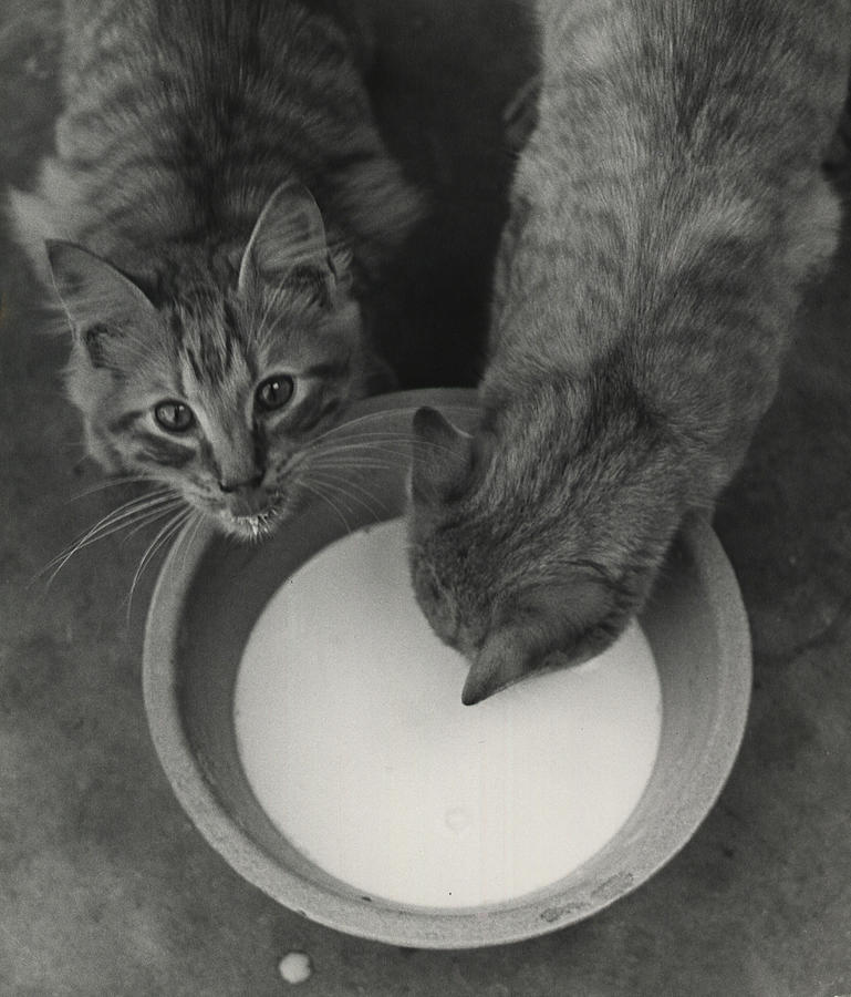 Cats Drinking Milk Photograph by Nina Leen