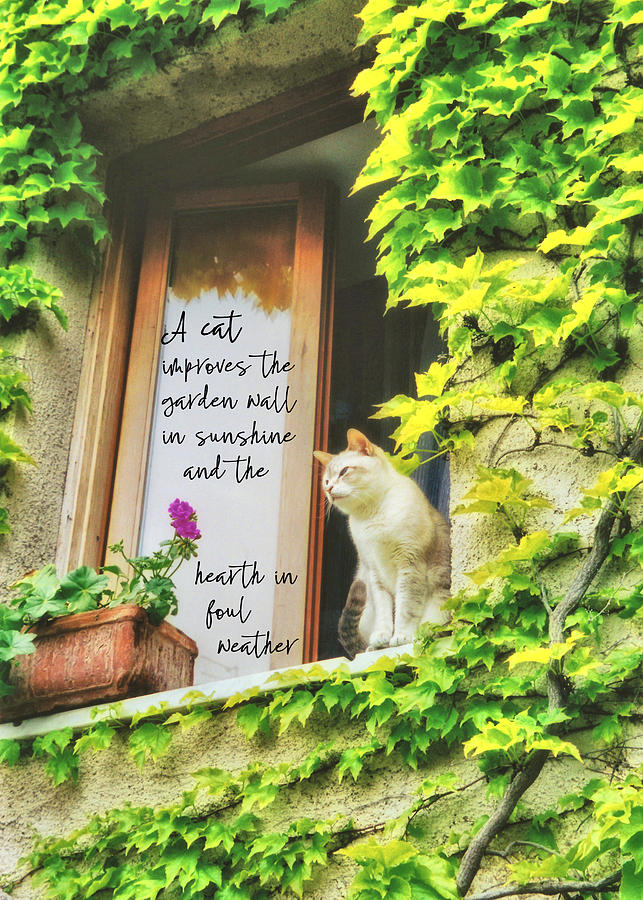 Cat Photograph - CATS EYE VIEW quote by JAMART Photography