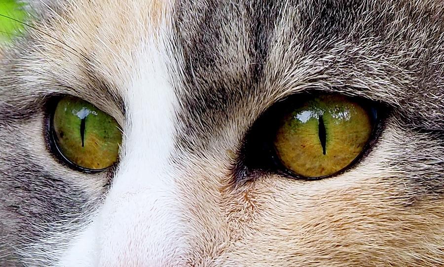 Cats Eyes Photograph by Alida M Haslett