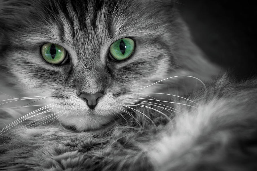 Cat's Eyes Photograph by Jay McCarthy - Fine Art America