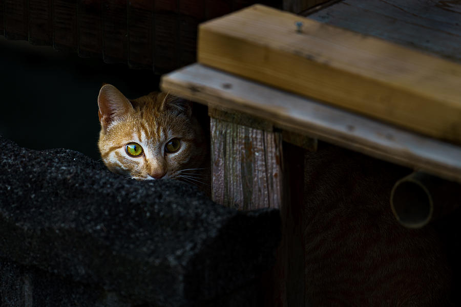 Cat\s Eyes Photograph by Masato Kikuchi