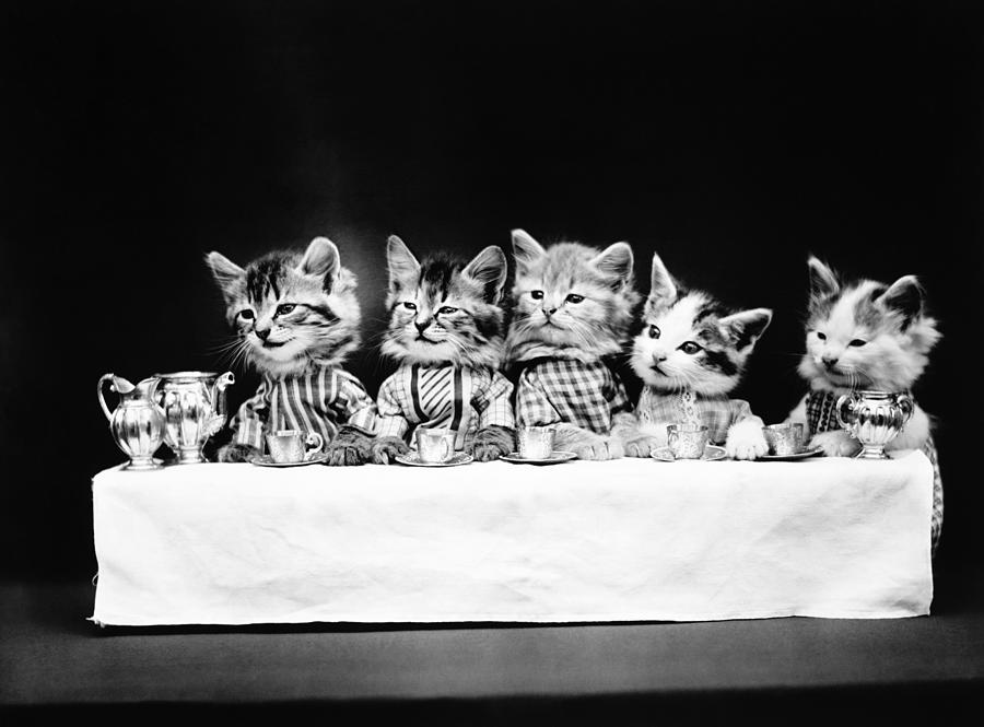 Cats Having Tea - A Hungry Bunch - Harry Whittier Frees Photograph by War Is Hell Store