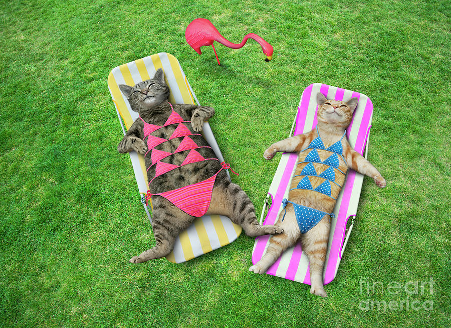 Cat Photograph - Cats In Bikinis by John Lund