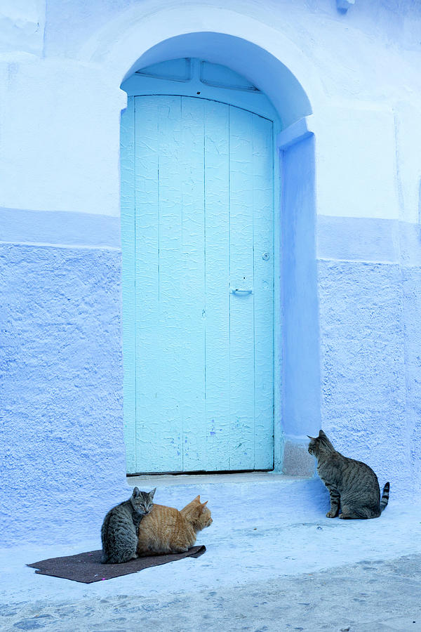 Cats In Front Of Typical House, Morocco Digital Art by Tim Mannakee