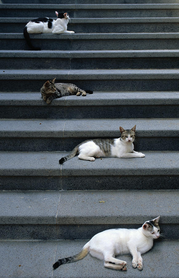 Cats Lying On Steps, Santa Marina Photograph by Dallas  Stribley