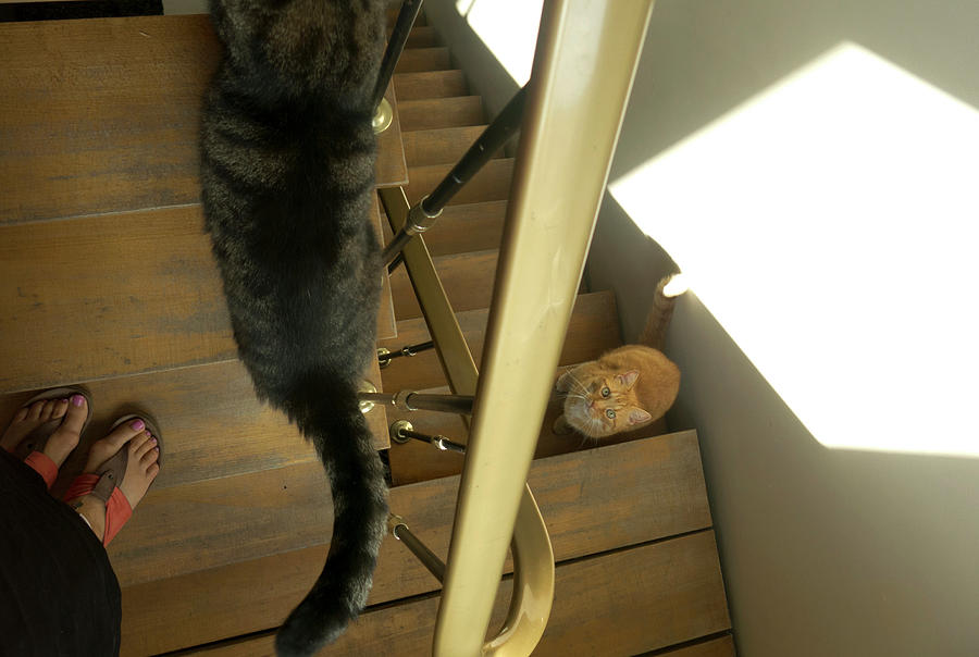 Stairs Photograph - Cats On The Stairs by Inge Elewaut