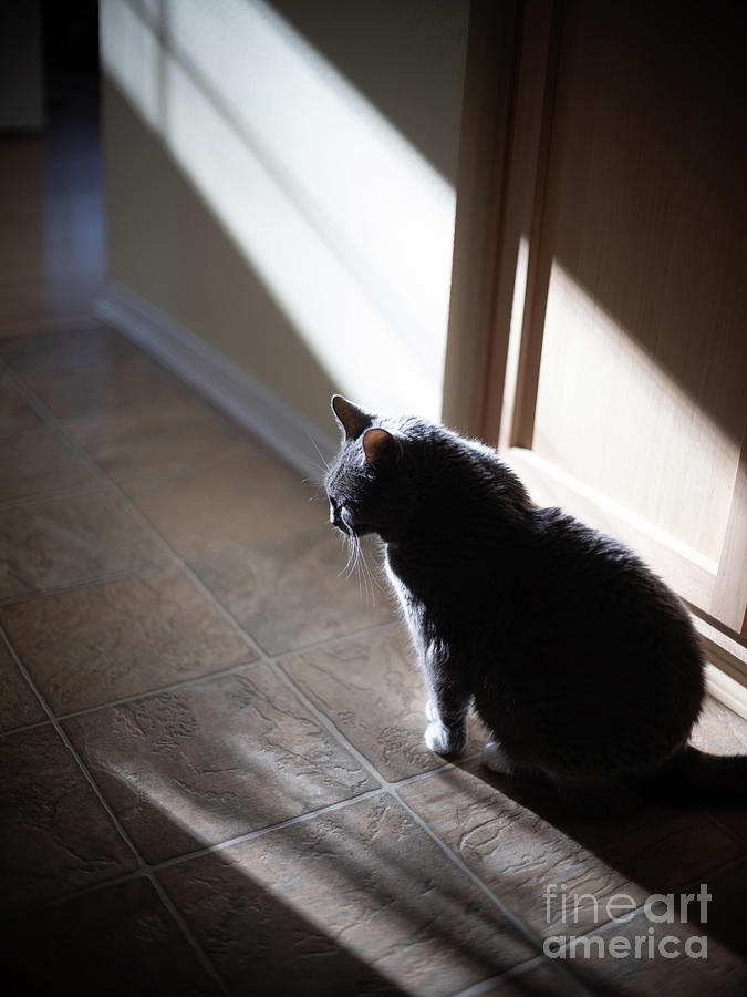 Cat Photograph - Cats Quiet Contemplation by Mike Reid