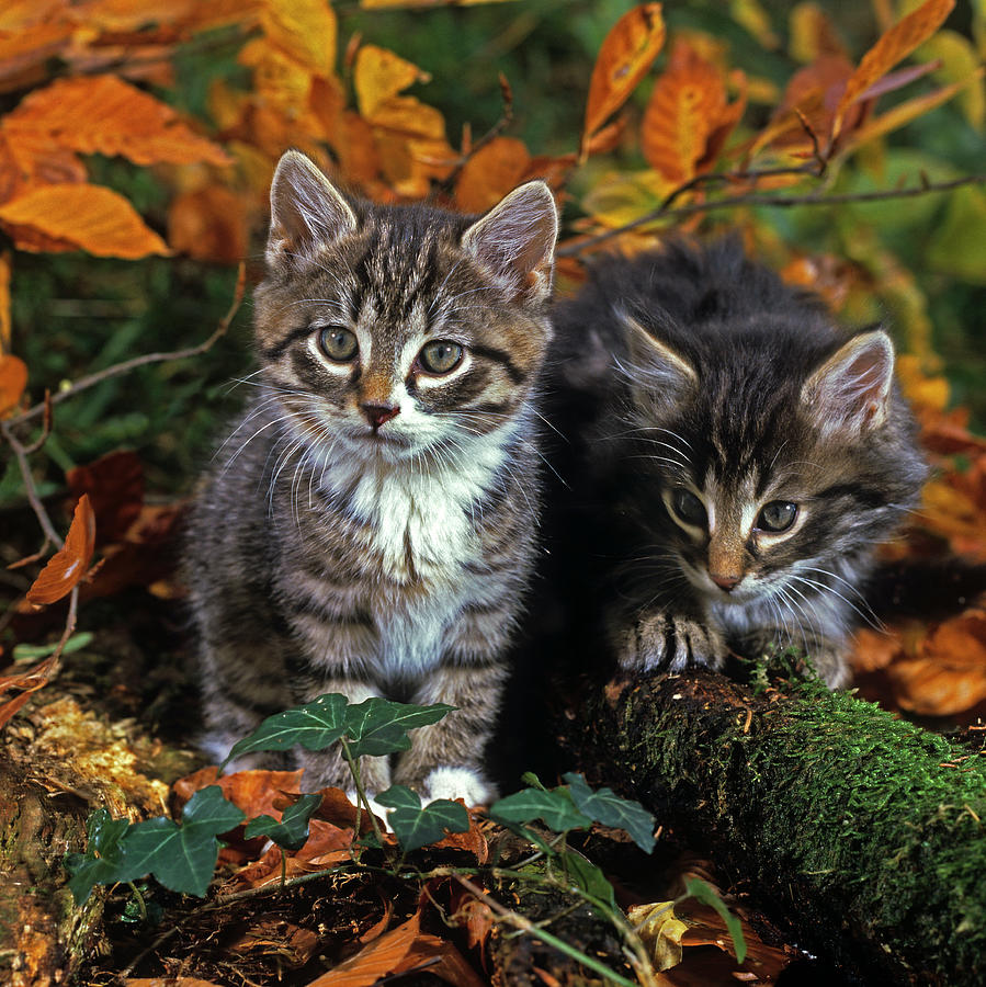 Fall Photograph - Cats by Robert Maier