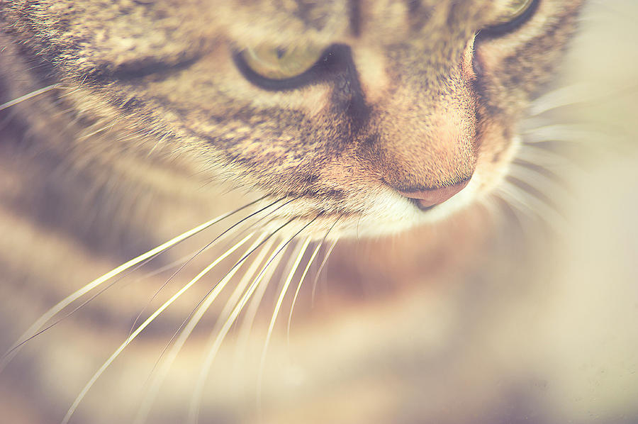 Cats Whiskers Photograph by Ly Wylde Photography