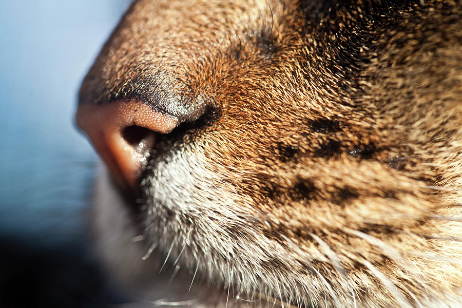 Cats Whiskers Photograph by Sally Anscombe