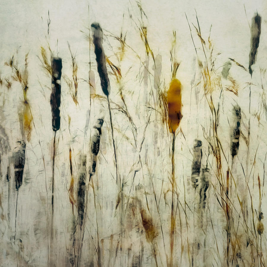 Cattail Photograph - Cattail And Reeds by Nel Talen