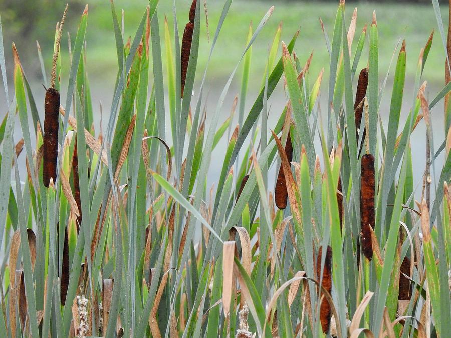 Cattail background Photograph by Kenneth Summers - Pixels