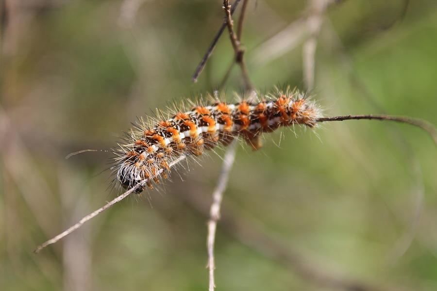 Caterpillar Photograph - Cattail Caterpillar Moth by Callen Harty Caterpillar Photograph - Cattail Caterpillar Moth by Callen Harty