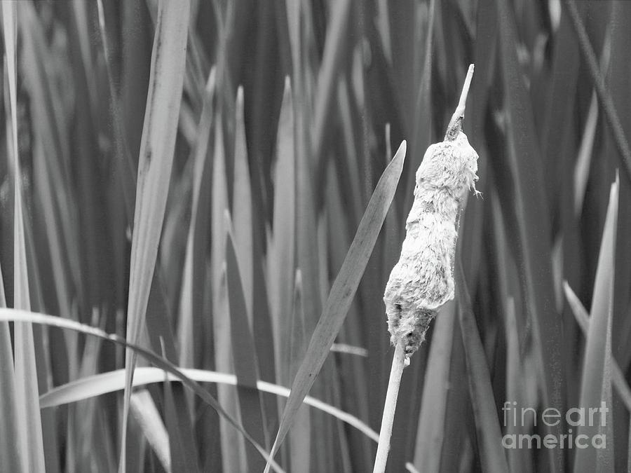 Cattail - Feeling Weathered BW001 Photograph by Jor Cop Images