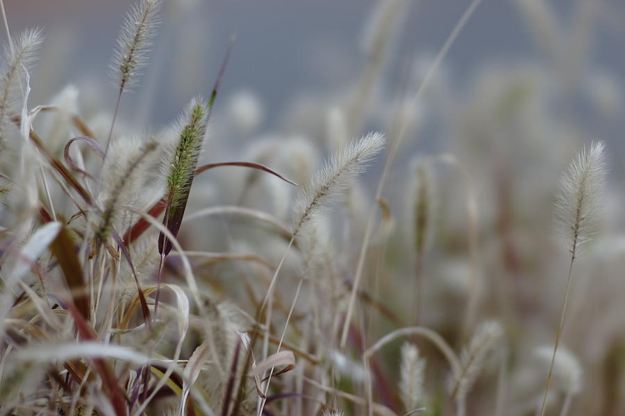 Cattail Grass Photograph by Ddsnet