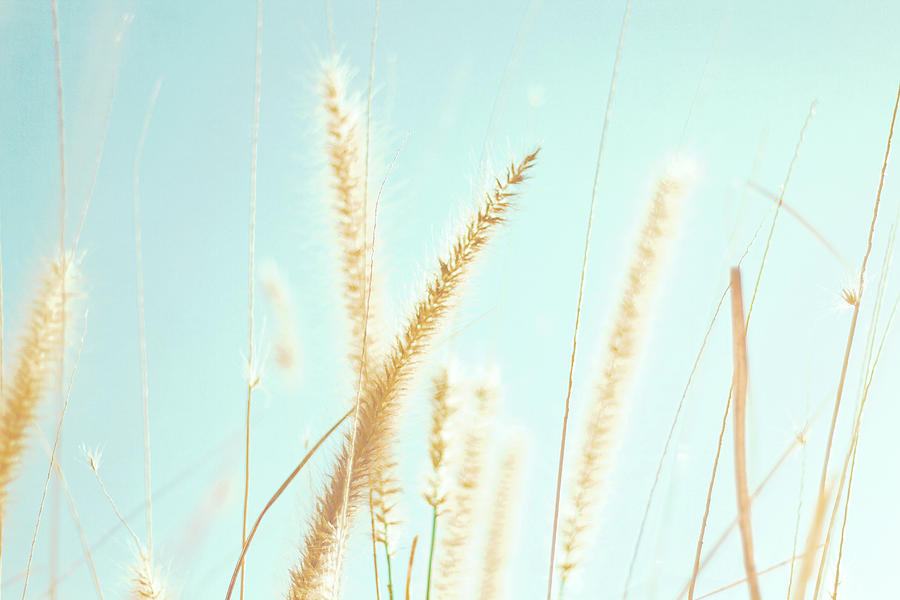Cattail Grass In Sunshine Photograph by Joyhey
