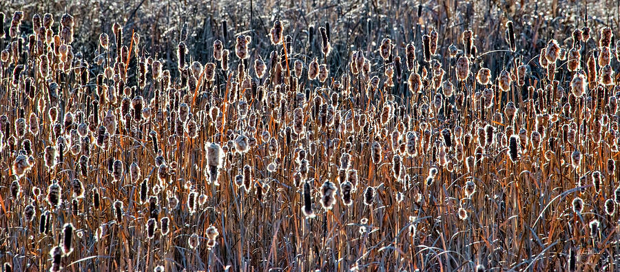 Cattail Textures Photograph by Leland D Howard