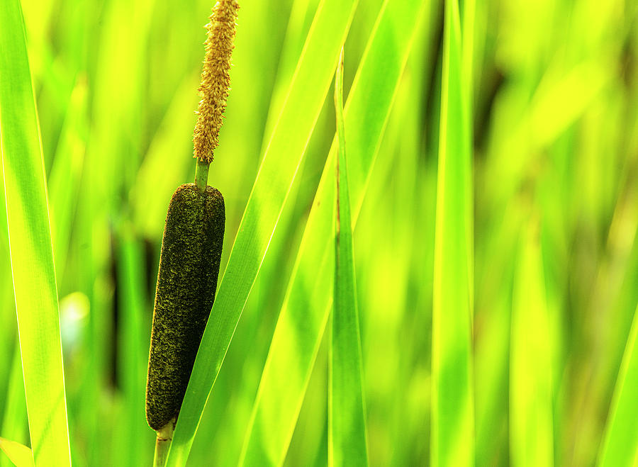 Bird Photograph - Cattail Typha by Phil And Karen Rispin