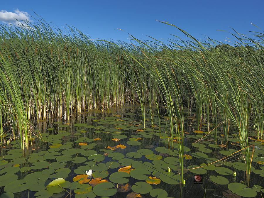 Cattails and Lily Pads Photograph by Richard Thomas