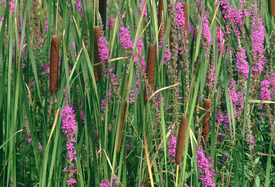 Cattails and purple loosestrife Photograph by Winston Fraser - Fine Art ...