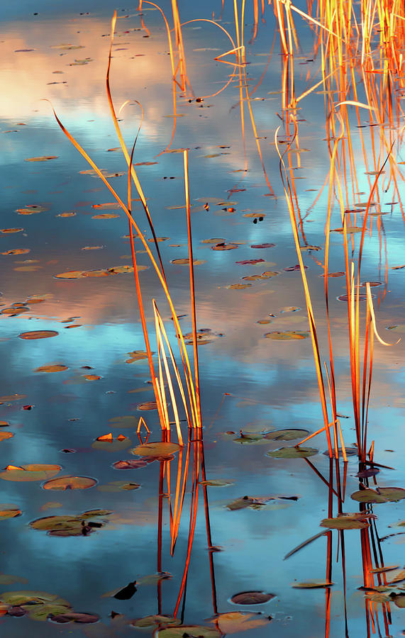 Landscape Photograph - Cattails At Dusk by Anthony Paladino