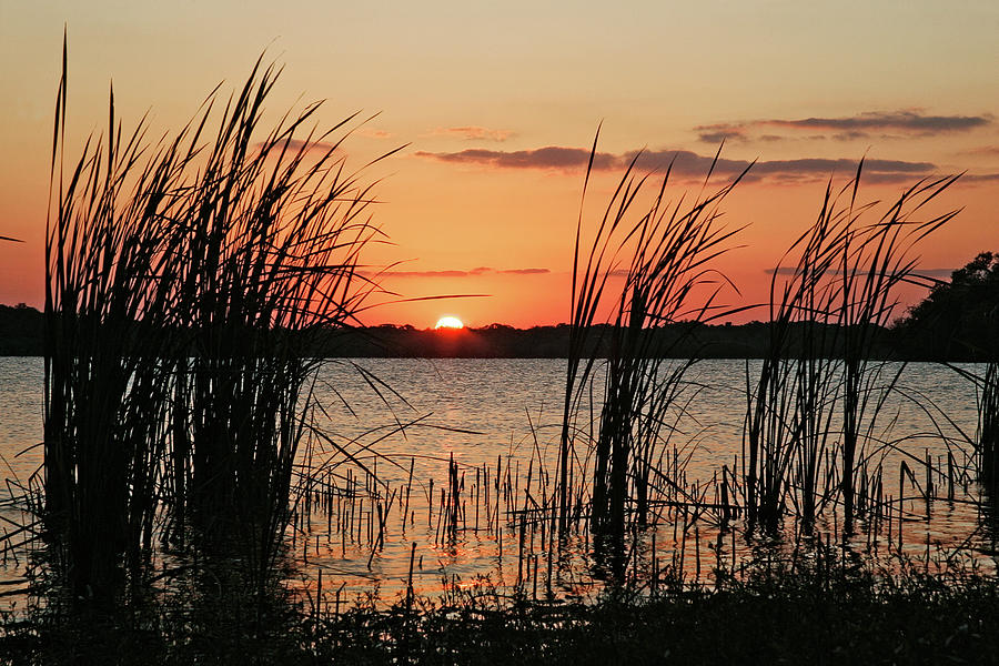 Cattails At Sunset Photograph by Keithszafranski