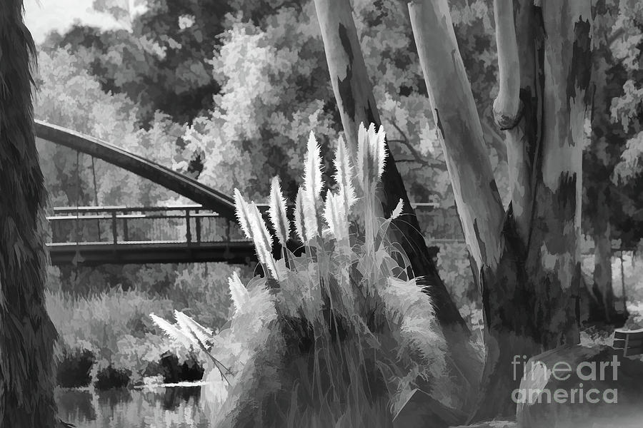 Cattails Black White Nature  Photograph by Chuck Kuhn