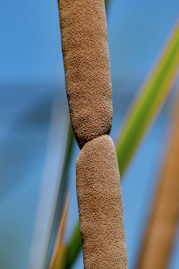 Cattails Closeup Photograph by Douglas Killourie