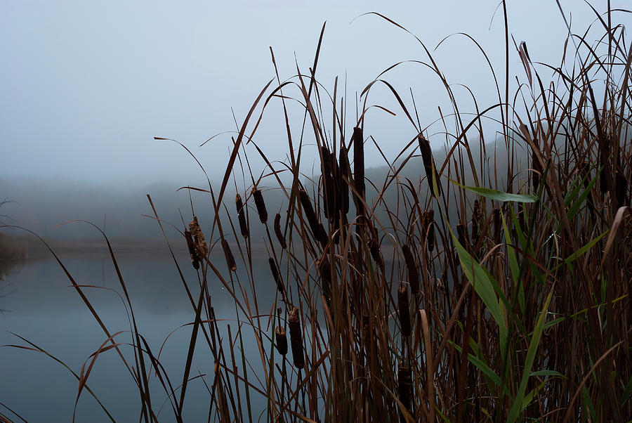 Impressionism Photograph - Cattails In Morning Fog Along Pond-5109 by Anthony Paladino