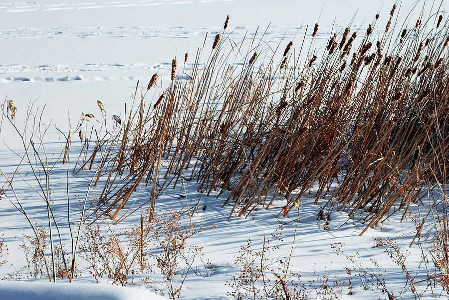 Winter Photograph - Cattails In Snow by Anthony Paladino